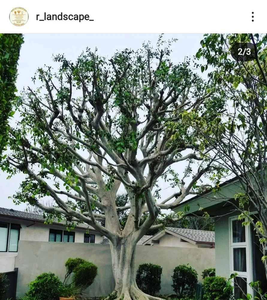 Trusted yard maintenance experts serving Carson, CA - Ruelas Landscape