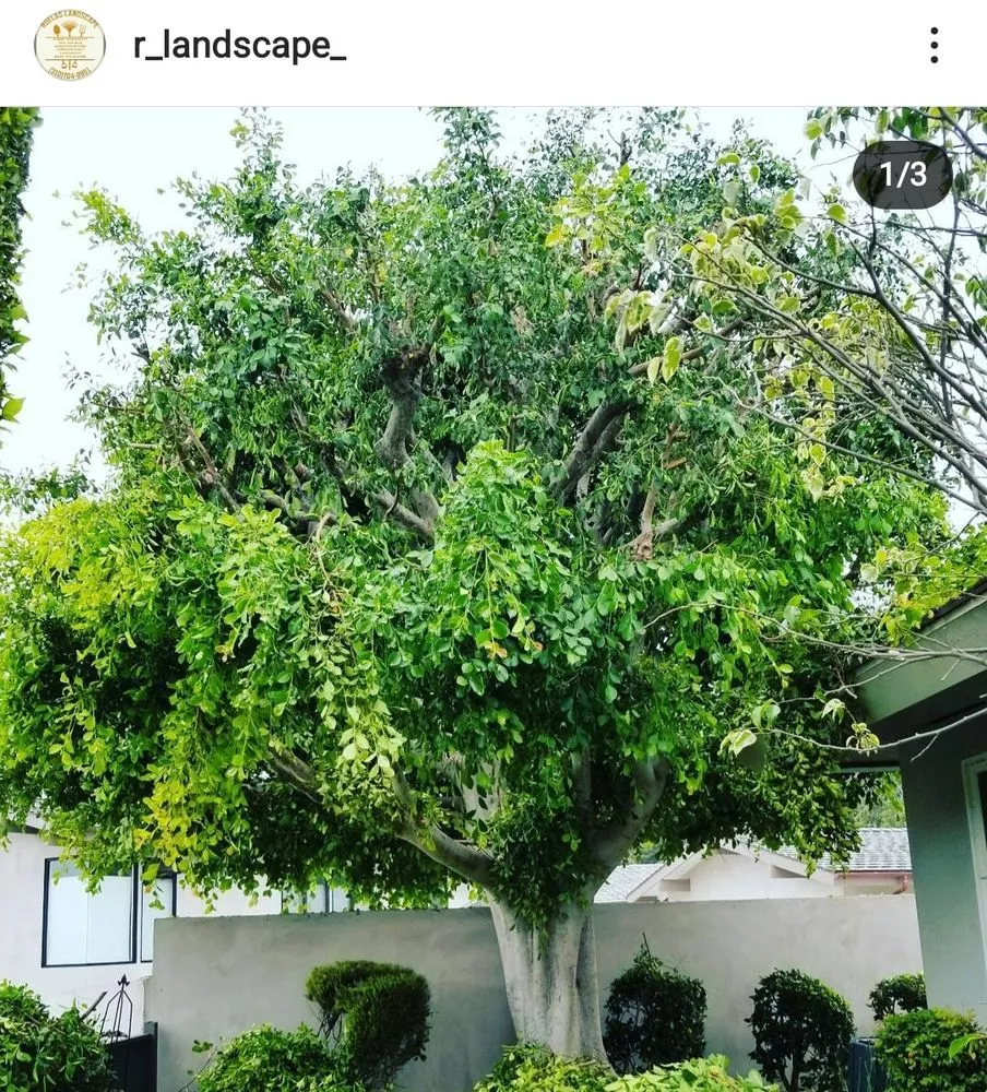 Top-rated residential landscaping near you in Carson, CA by Ruelas Landscape