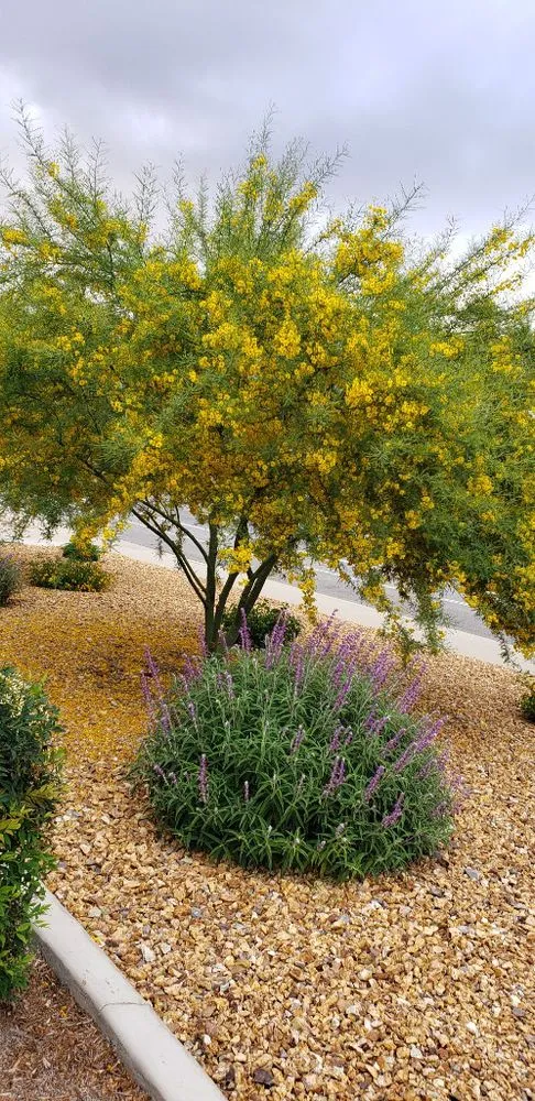 Trusted lawn care service for homes across Temecula, CA - Ruff & Ready Landscape Construction