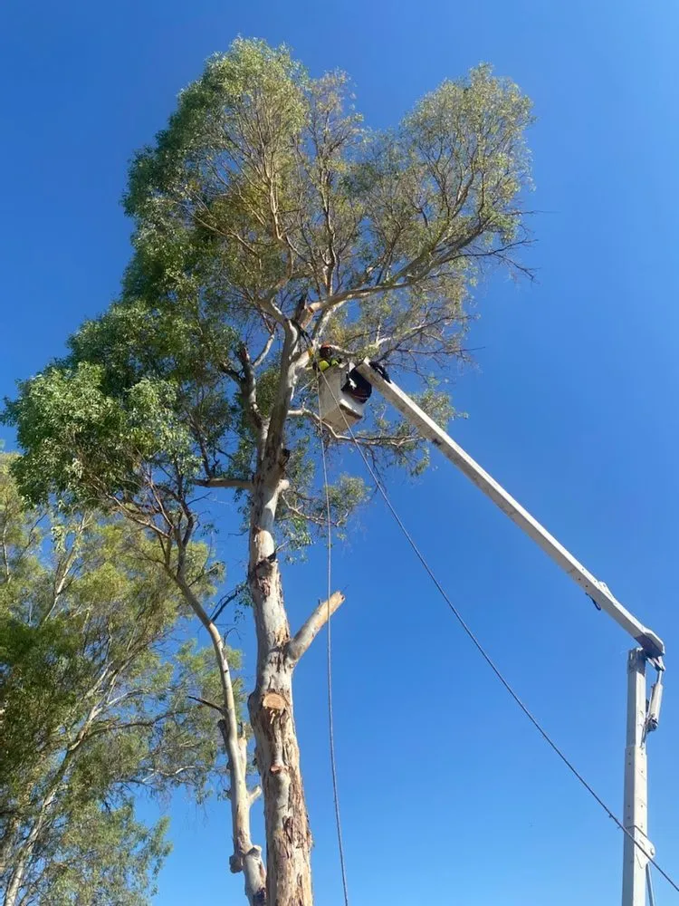 Professional lawn care service in Hemet, CA - Ruff N Tuff Landscaping