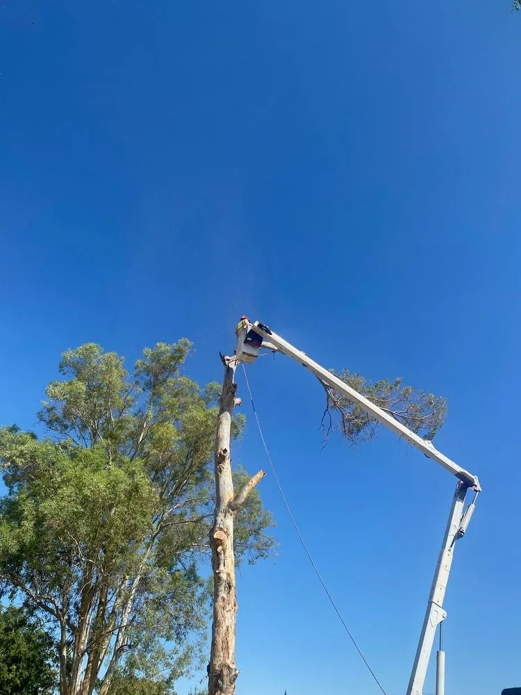 Professional yard maintenance for beautiful yards in Hemet, CA by Ruff N Tuff Landscaping