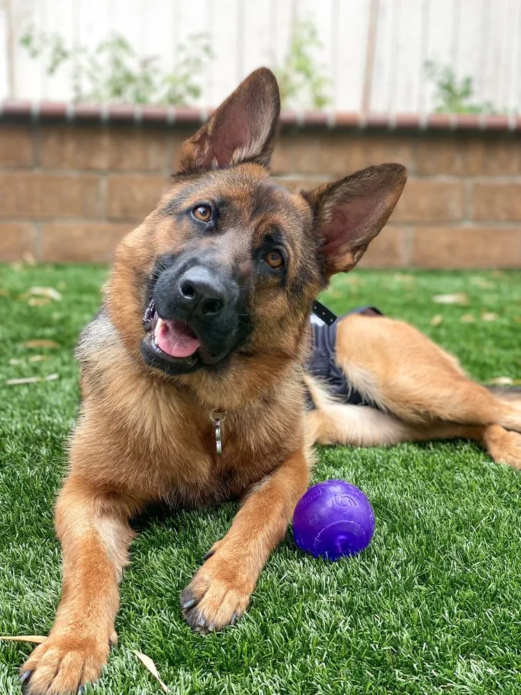 Professional landscaping services for homes across Irvine, CA - Ruff n Tuff Turf