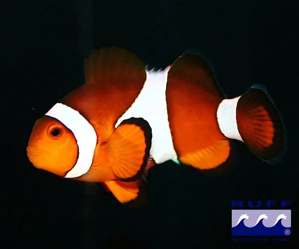 Reliable garden landscaping experts serving Omaha, NE - Ruff Waters