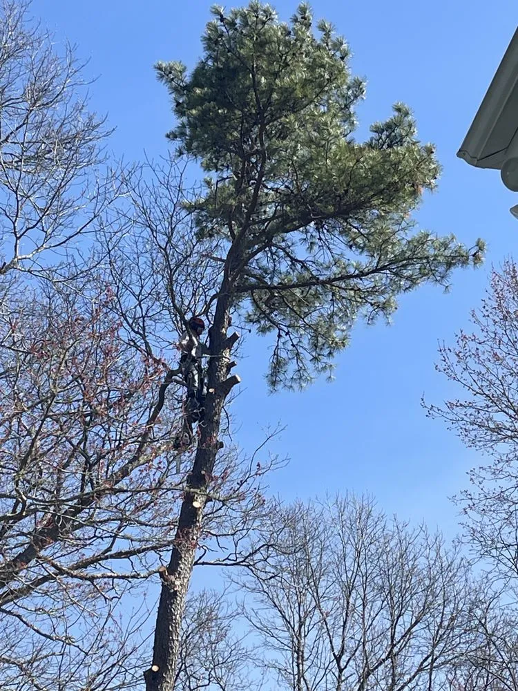 Professional landscaping services in Dartmouth, MA - Ruffley Tree Service