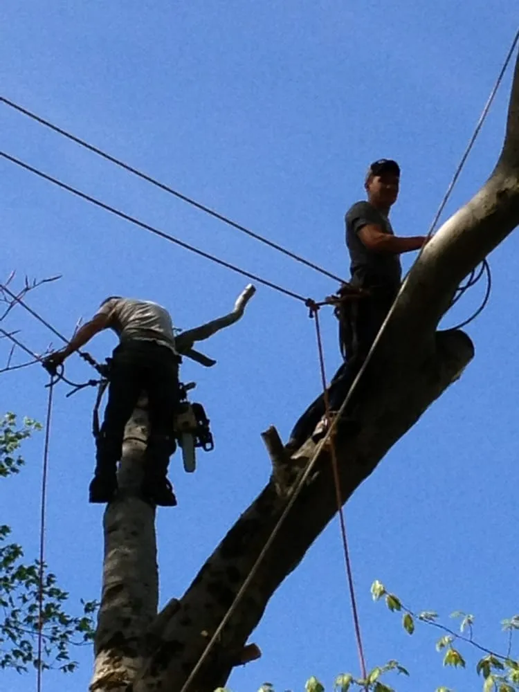 Reliable lawn mowing service in Logan, OH - Ruff's Lawn & Tree Service