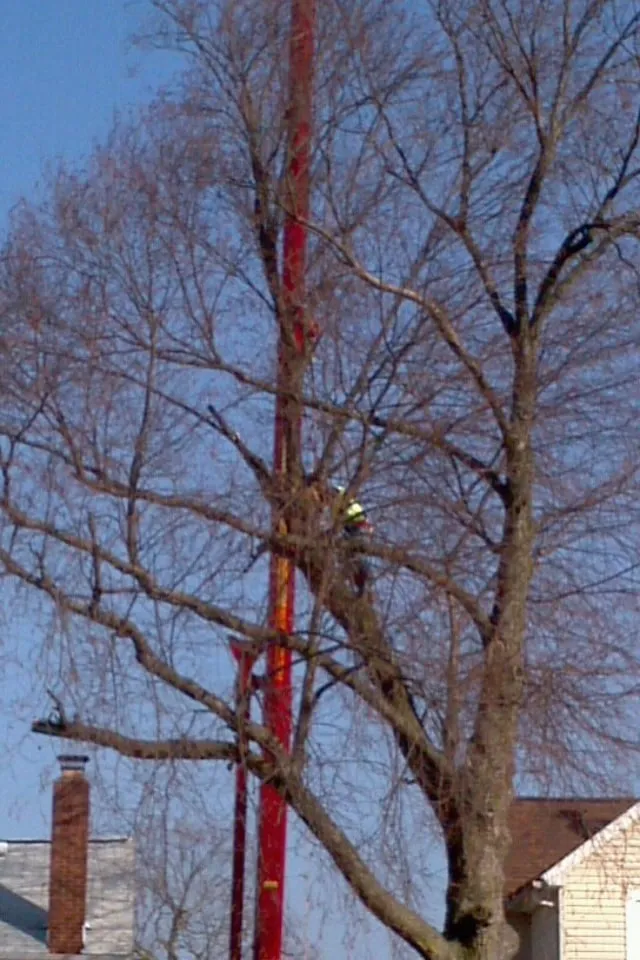 Reliable yard maintenance in Logan, OH - Ruff's Lawn & Tree Service