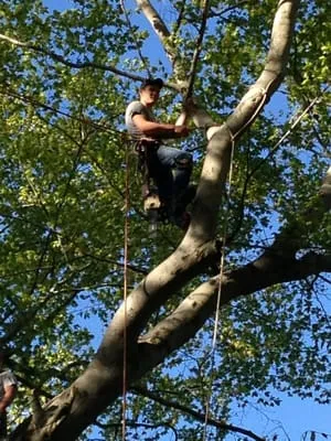 Ruff's Lawn & Tree Service