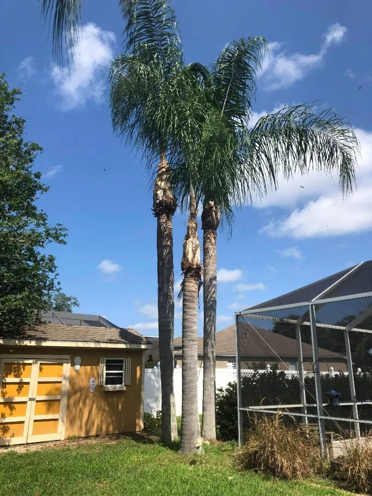 Local outdoor landscaping experts serving Gibsonton, FL - Rufino Lawn Care & Tree Service