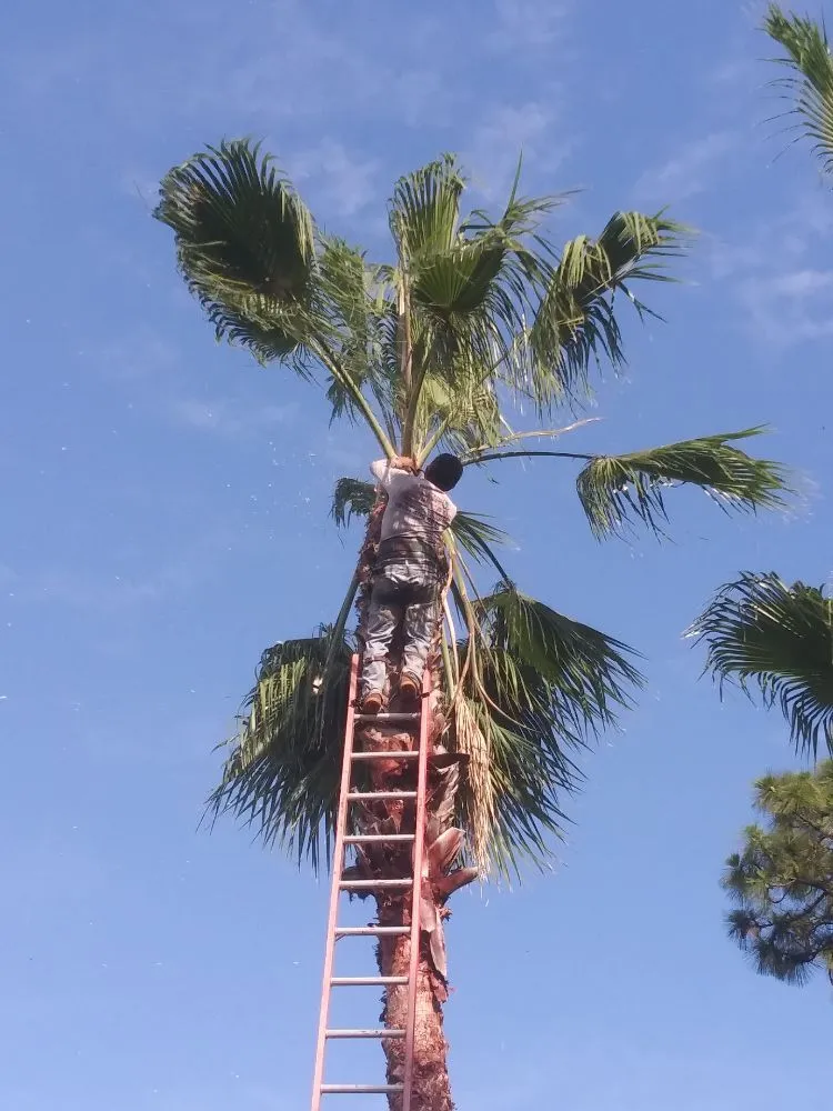 Trusted lawn mowing service in Gibsonton, FL - Rufino Lawn Care & Tree Service