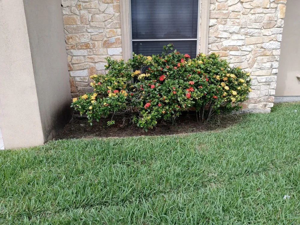 Local lawn mowing service experts serving Elsa, TX - Rufino Moreno