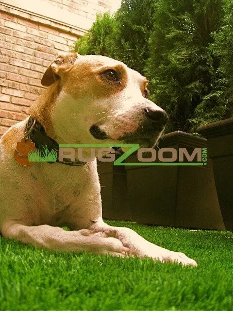 Top-rated yard maintenance in Chicago, IL - Rugzoom Synthetic Grass and Landscaping