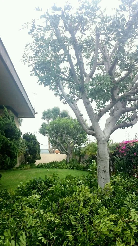 Reliable lawn mowing service with custom design across Torrance, CA - Ruiz Garden Service and Landscaping