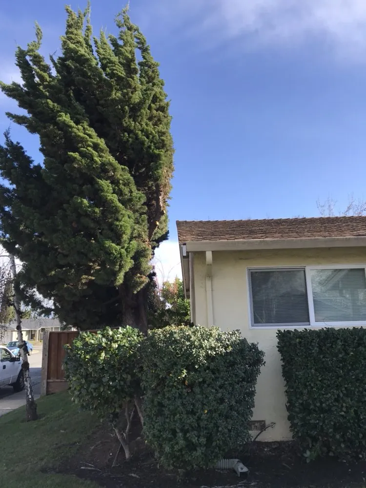 Custom residential landscaping experts serving Fremont, CA - Ruiz Gardening