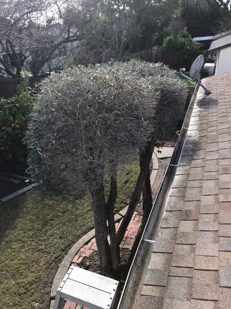 Professional yard cleanup service in Fremont, CA by Ruiz Gardening