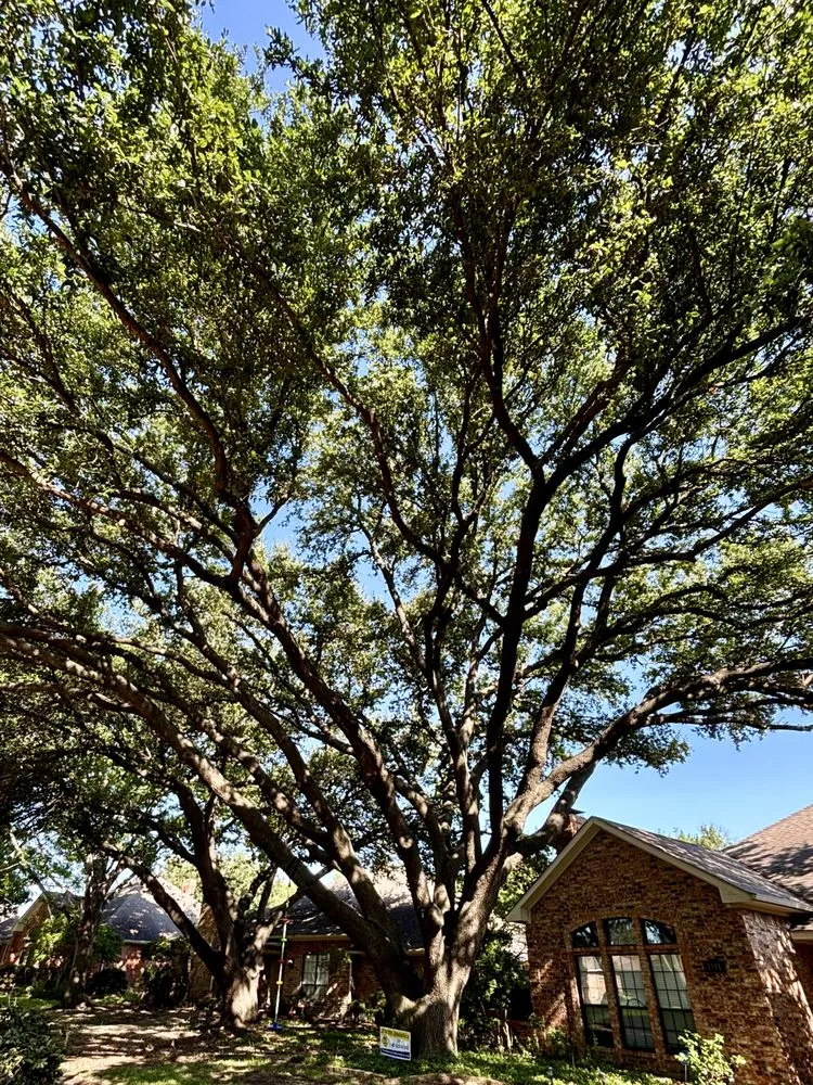 Top-rated yard maintenance in Sachse, TX by Ruiz Landscape & Lawn Care