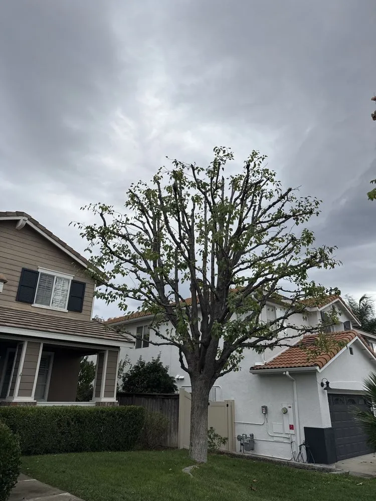 Expert yard cleanup service experts serving Hemet, CA - Ruiz Landscape