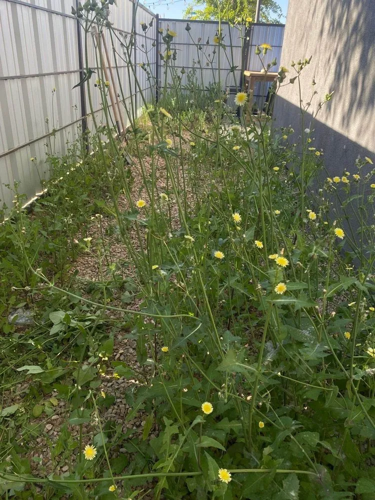 Local lawn mowing service in Tucson, AZ - Ruiz landscaping 520