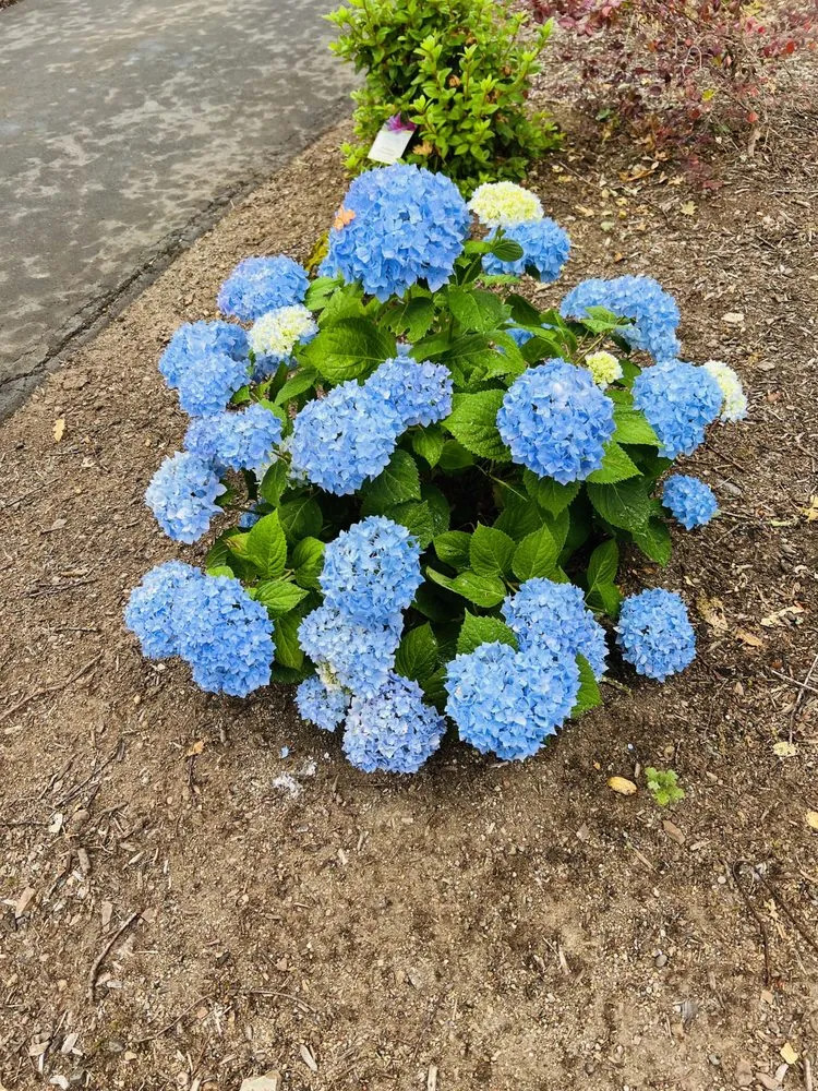 Local yard maintenance in Clearlake, CA by Ruiz Landscaping