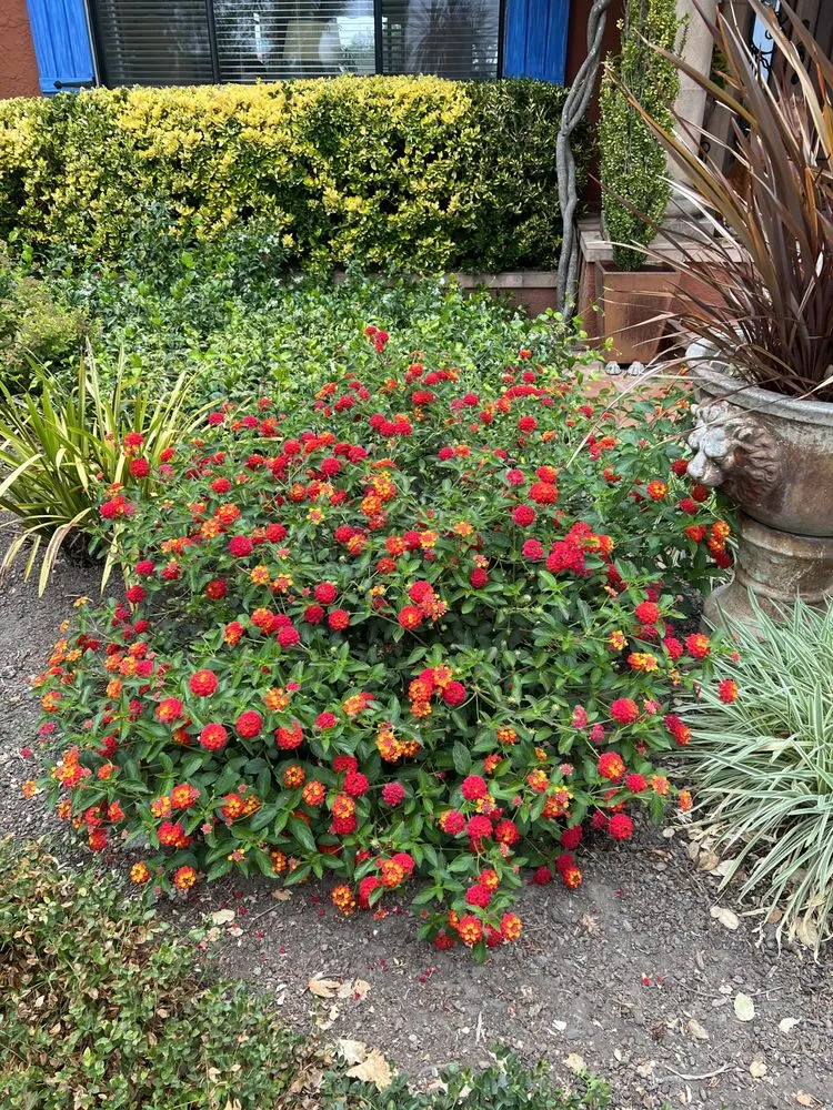 Professional lawn mowing service for homes across Clearlake, CA - Ruiz Landscaping