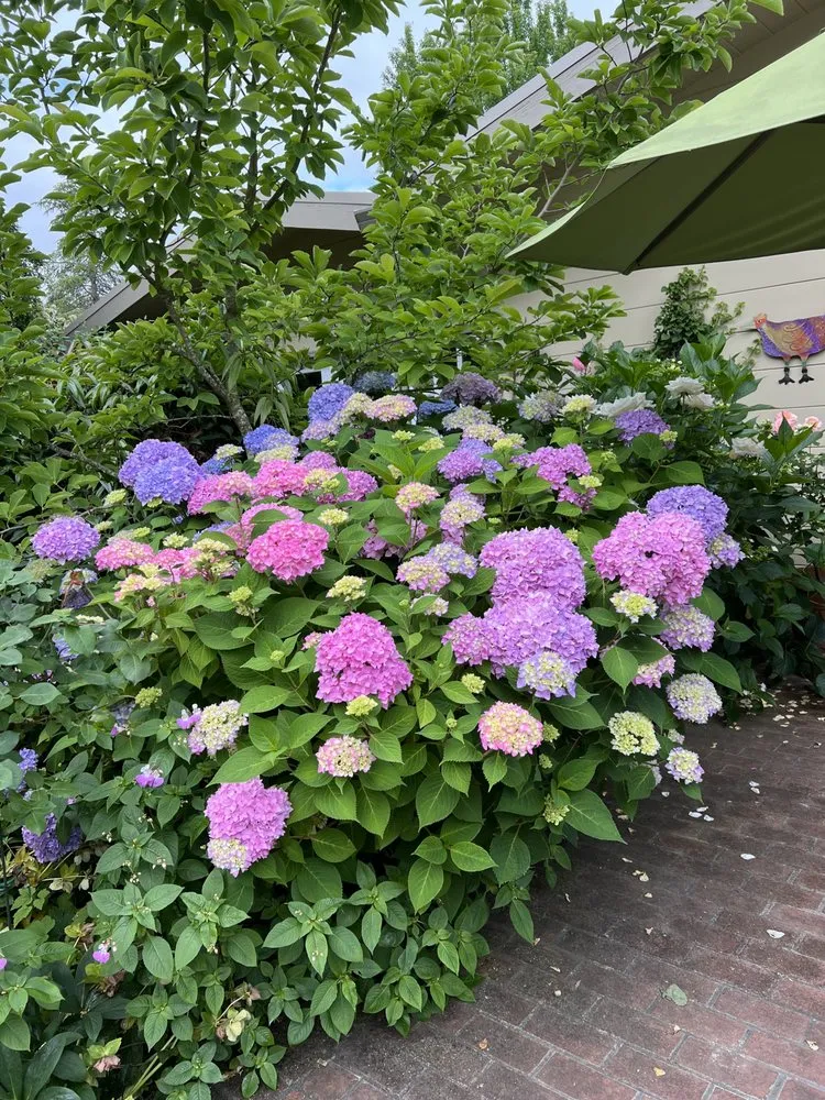 Affordable yard cleanup service with custom design in Clearlake, CA by Ruiz Landscaping