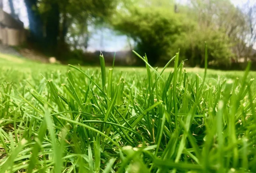 Expert yard maintenance in Rockport, TX by Ruiz Landscaping