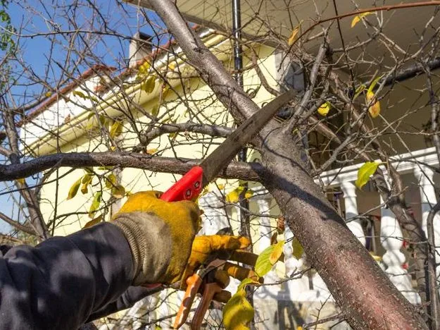 Reliable landscaping services in Rockport, TX by Ruiz Landscaping