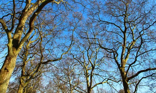 Trusted lawn mowing service in Rockport, TX by Ruiz Landscaping