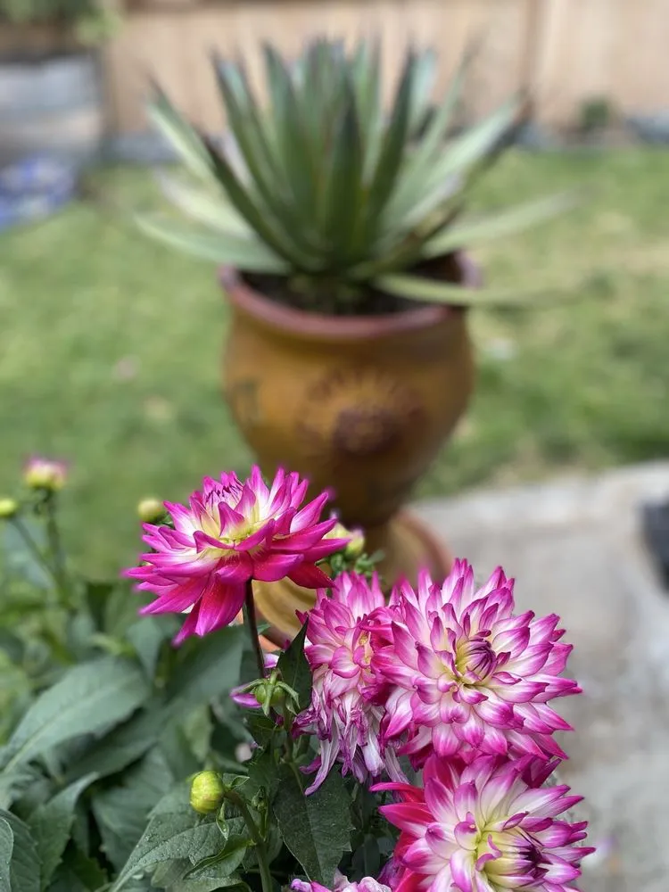 Professional outdoor landscaping experts serving San Diego, CA - Ruiz Landscaping