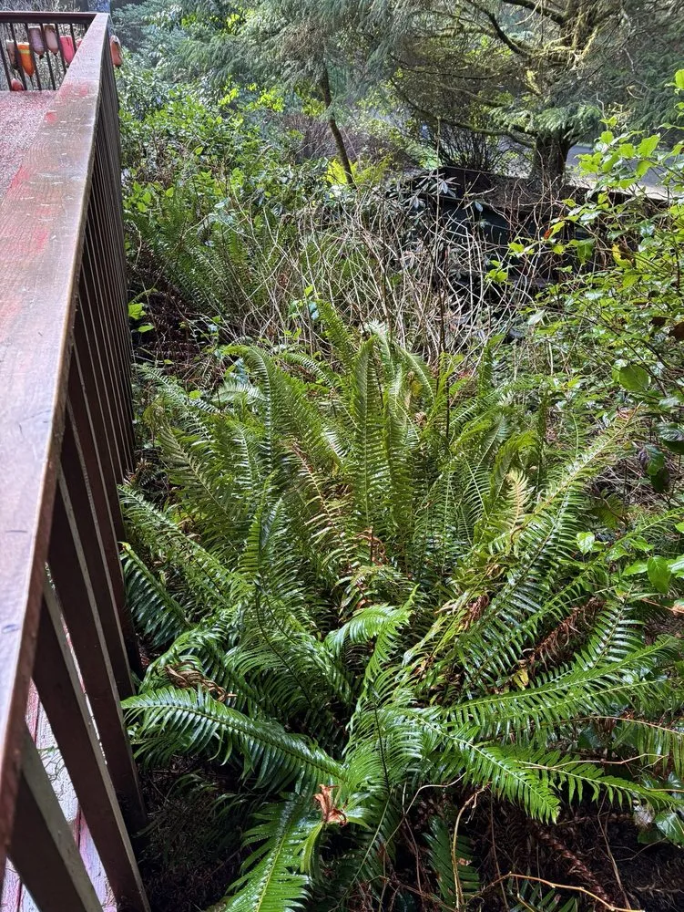 Reliable yard cleanup service for beautiful yards across Aberdeen, WA - Ruiz Lawn & Maintenance Services