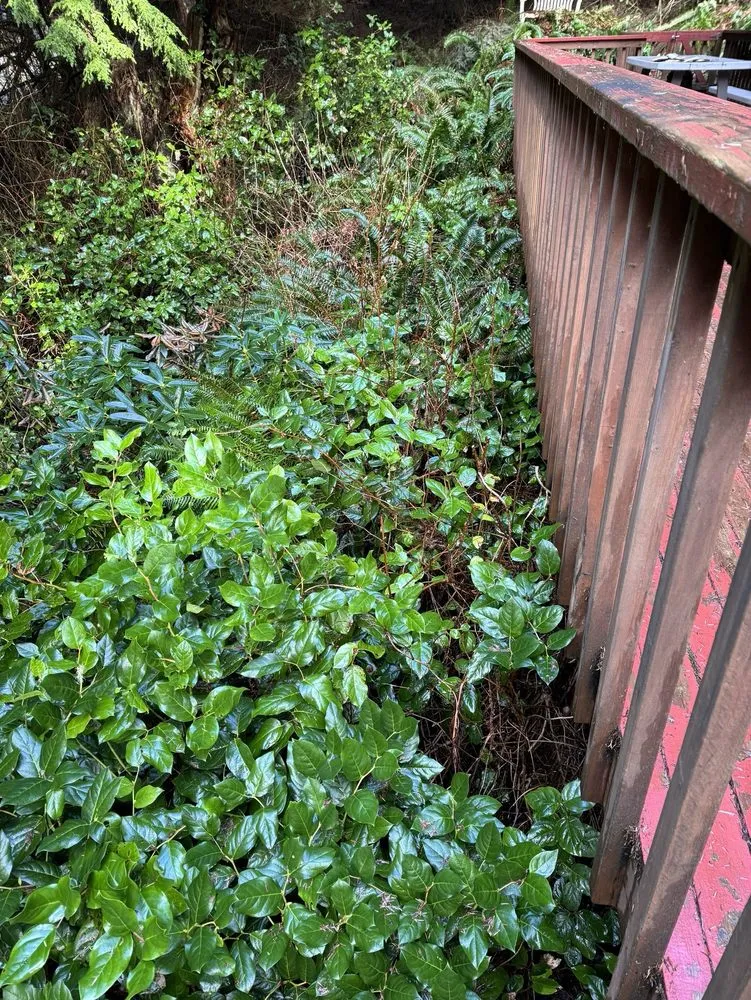 Local landscape installation in Aberdeen, WA by Ruiz Lawn & Maintenance Services