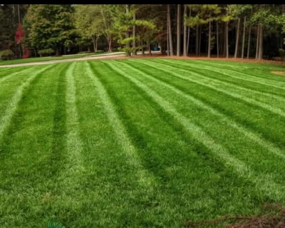 Affordable yard cleanup service in Pageland, SC by Ruiz Lawn Care Service