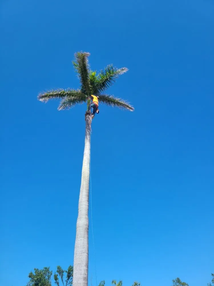 Local lawn care service for year-round maintenance in Sarasota, FL by Ruiz Lawncare and Landscaping