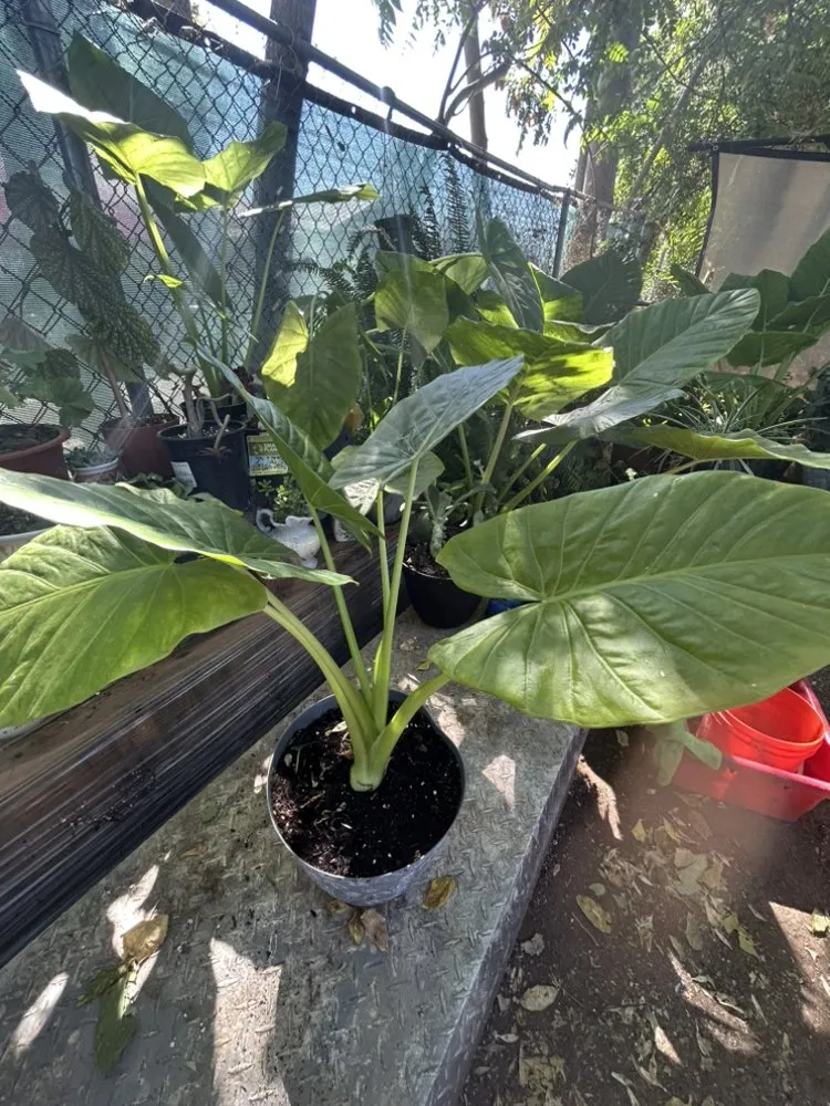 Reliable landscape design in Oroville, CA - Ruiz Maintenance