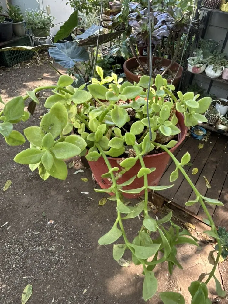 Reliable outdoor landscaping for beautiful yards in Oroville, CA by Ruiz Maintenance