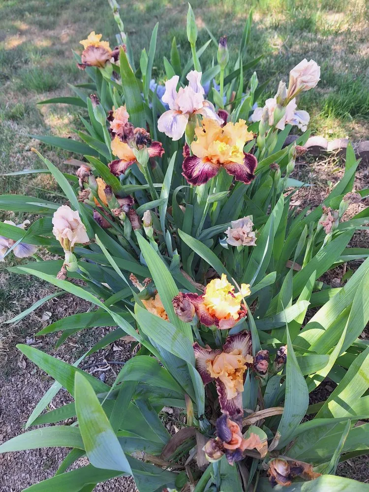 Trusted yard maintenance experts serving Canutillo, TX - Ruiz Simple Lawn Care