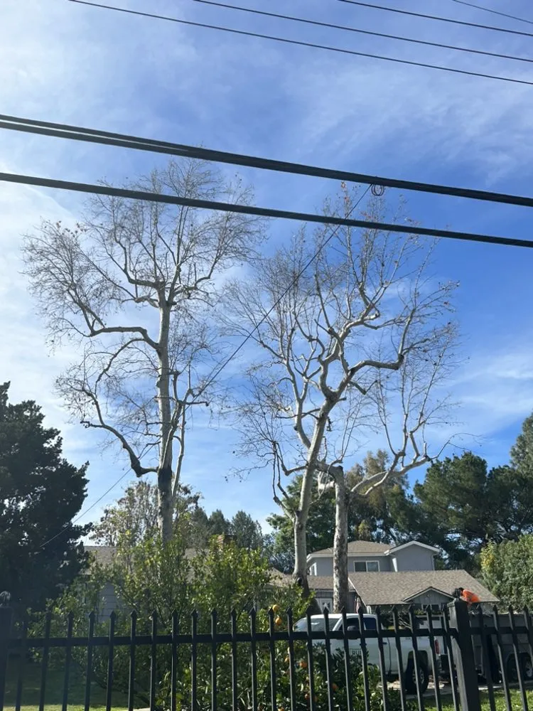 Top-rated residential landscaping in San Gabriel, CA - Ruiz Tree And Concrete Service