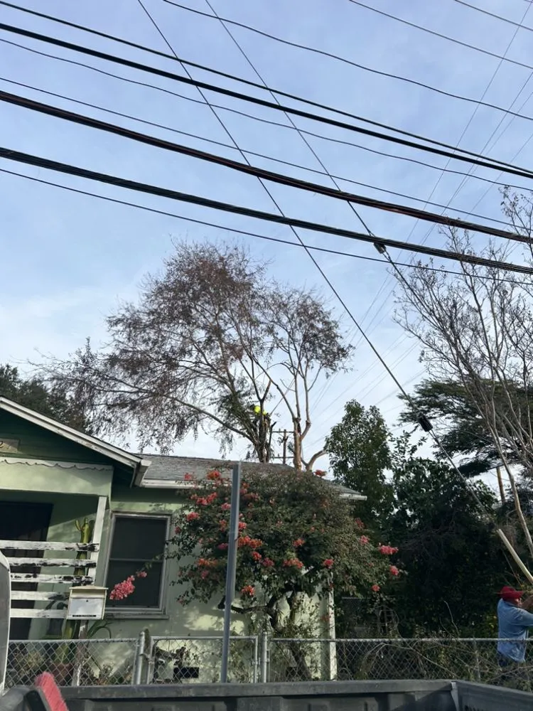 Local lawn care service for homes in San Gabriel, CA by Ruiz Tree And Concrete Service