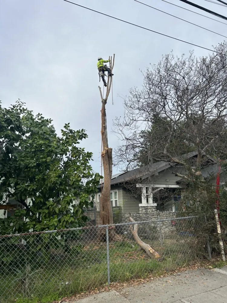 Reliable yard maintenance experts serving San Gabriel, CA - Ruiz Tree And Concrete Service