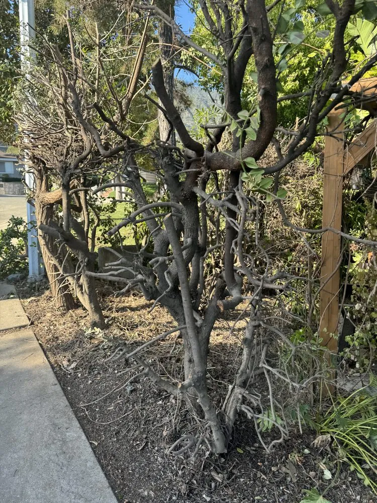 Expert yard cleanup service for homes across San Gabriel, CA - Ruiz Tree And Concrete Service