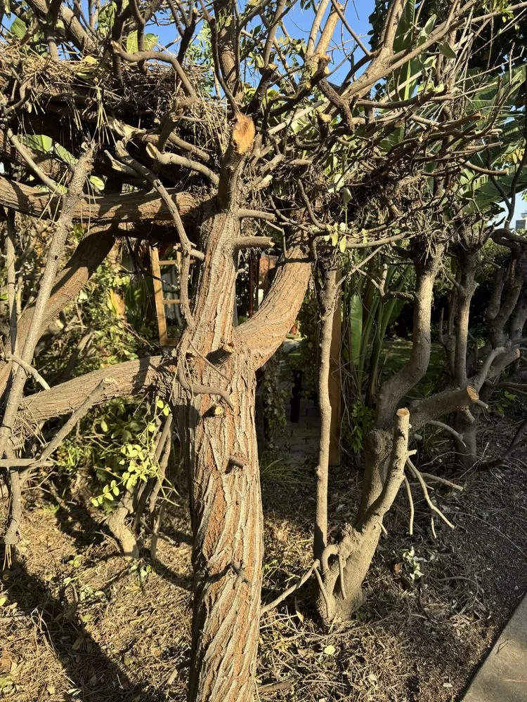 Affordable outdoor landscaping for beautiful yards in San Gabriel, CA by Ruiz Tree And Concrete Service