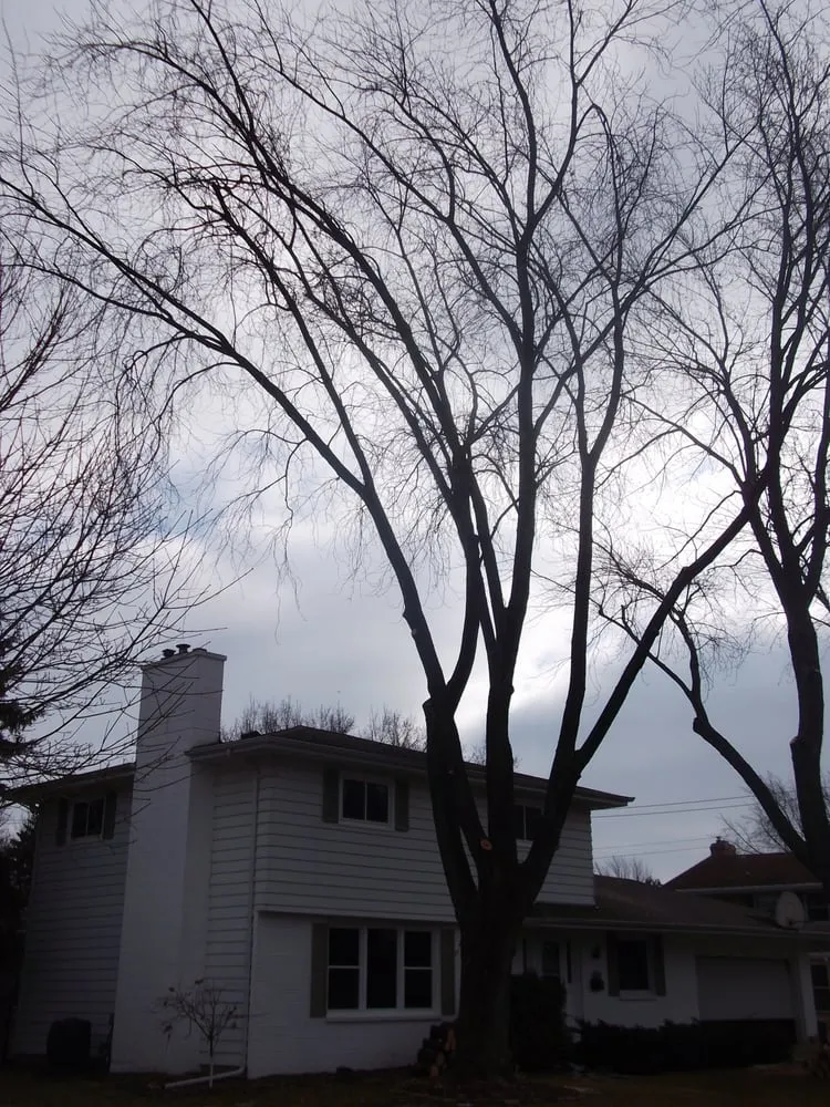 Top-rated lawn mowing service for outdoor upgrades across Neenah, WI - Ruiz Tree Service