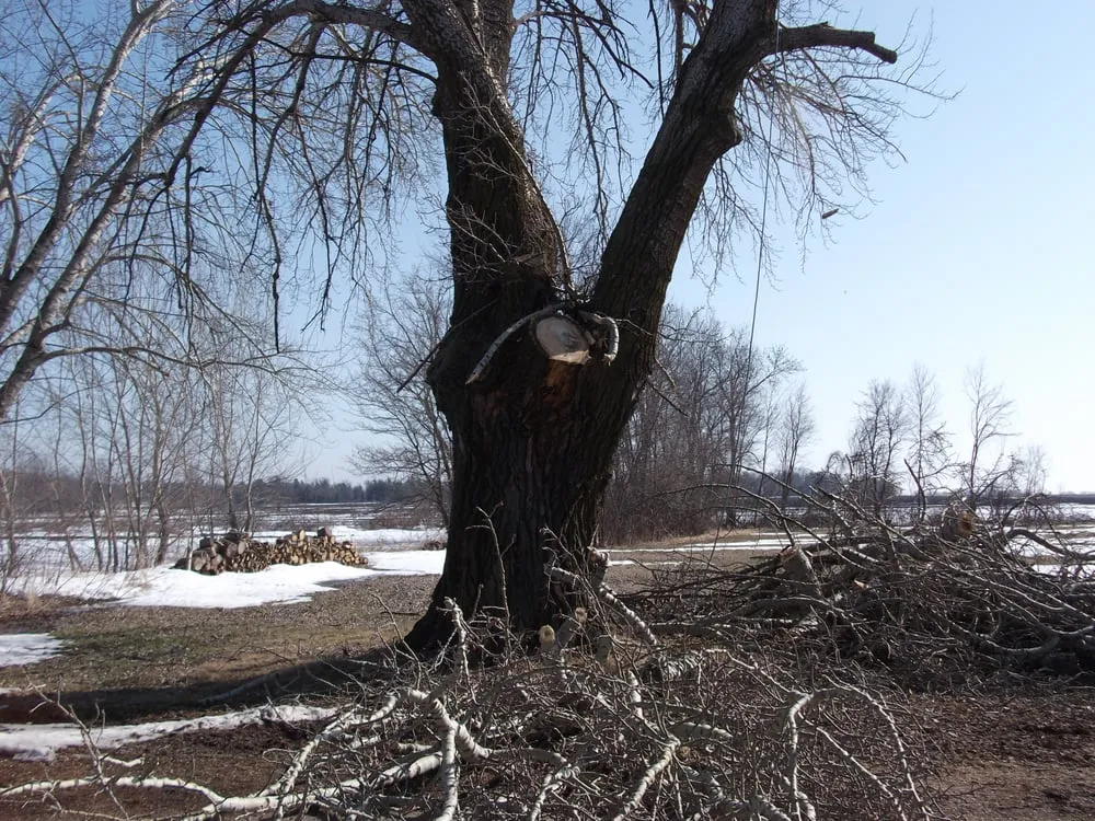 Reliable lawn care service in Neenah, WI by Ruiz Tree Service