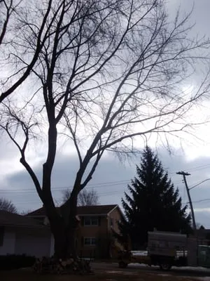 Ruiz Tree Service Logo