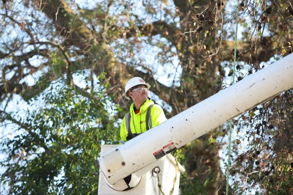 Local lawn care service in Modesto, CA - Rumble Tree & Turf