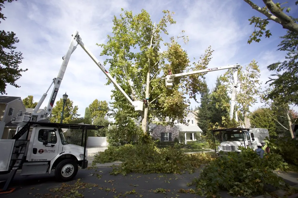 Professional lawn care service in Modesto, CA - Rumble Tree & Turf