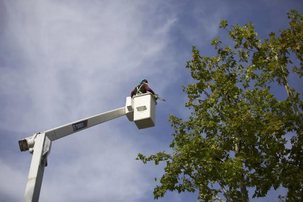 Affordable residential landscaping for residential properties in Modesto, CA by Rumble Tree & Turf