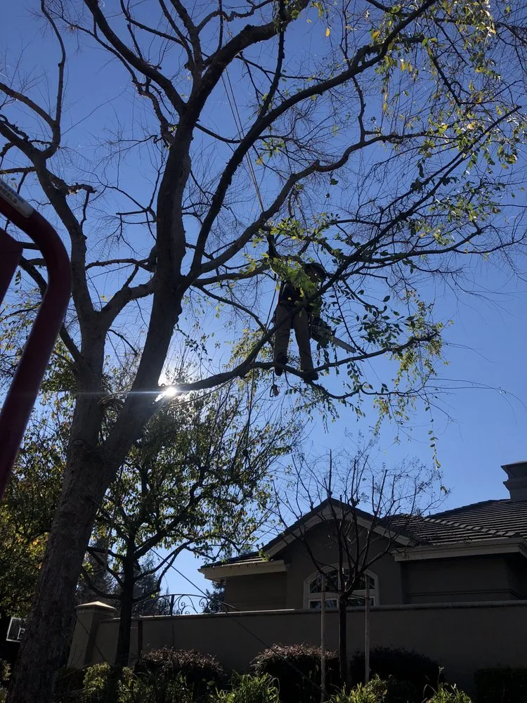 Top-rated yard cleanup service in Modesto, CA by Rumble Tree & Turf