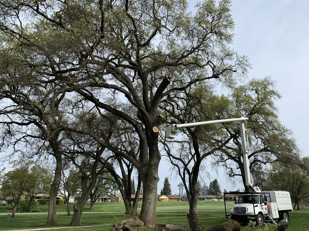 Reliable outdoor landscaping in Modesto, CA by Rumble Tree & Turf