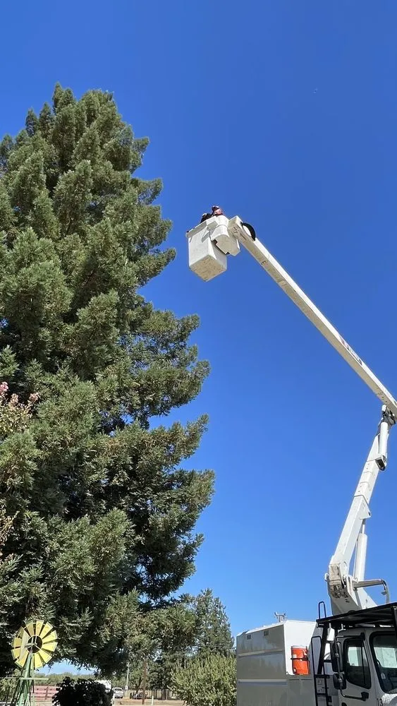 Expert lawn care service experts serving Modesto, CA - Rumble Tree & Turf