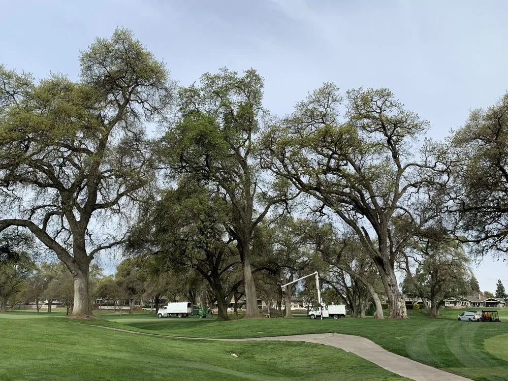Reliable outdoor landscaping in Modesto, CA by Rumble Tree & Turf